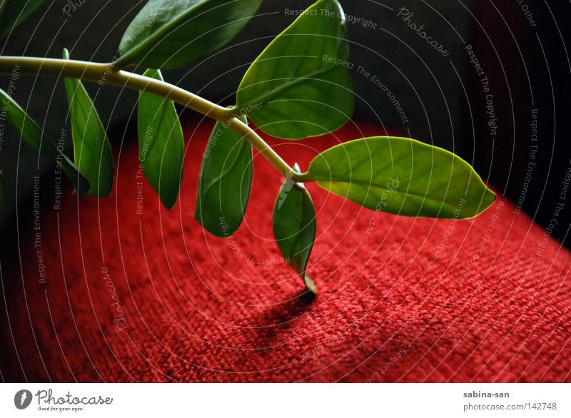 Berührung Pflanze Stoff berühren ästhetisch grün rot Lichtspiel Goldene Moment Pflanzenteile Sofa Farbfoto