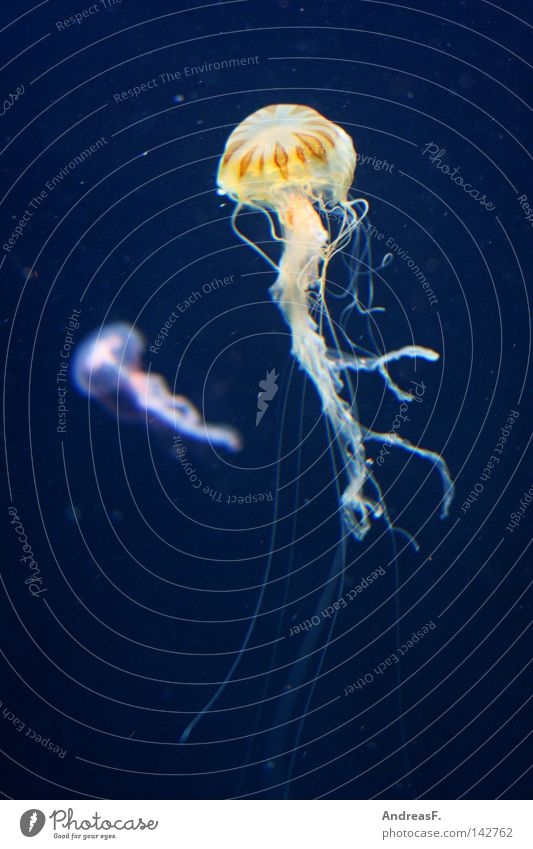 Jellyfish Qualle Tiefsee Meer Tentakel Gift durchsichtig Aquarium Meerwasser weich Schweben Schwerelosigkeit Im Wasser treiben bizarr Freisteller