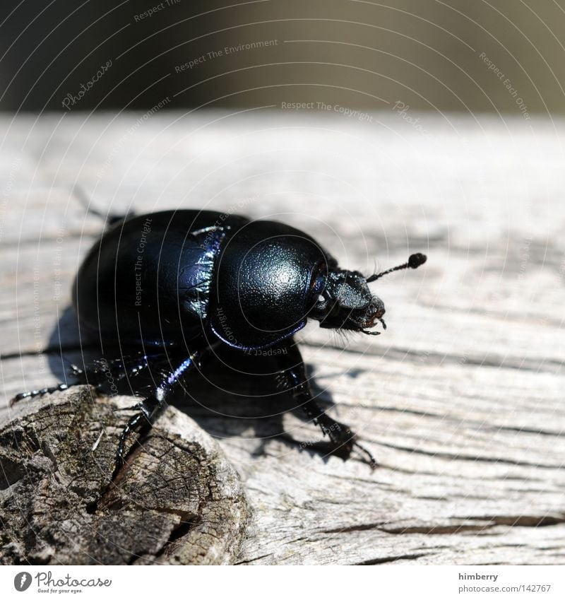 schwarzer peter Käfer Insekt Schiffsbug Tier krabbeln klein Natur Freiheit Zoo gehen wegfahren Sommer Forstweg Außerirdischer Makroaufnahme Wächter Fühler Angst