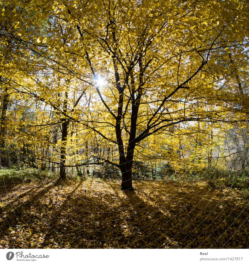 Gelbe Blätter Natur Landschaft Urelemente Sonne Sonnenlicht Herbst Schönes Wetter Pflanze Baum Blatt Baumstamm Silhouette Baumkrone Blätterdach Wald mehrfarbig