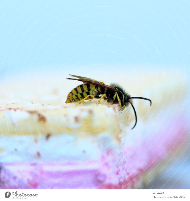 Naschwespe Sommer Umwelt Natur Tier Insekt Wespen 1 Fressen genießen krabbeln lecker Laster gefräßig Süßwaren Waffel Plagegeist Wespenplage Farbfoto