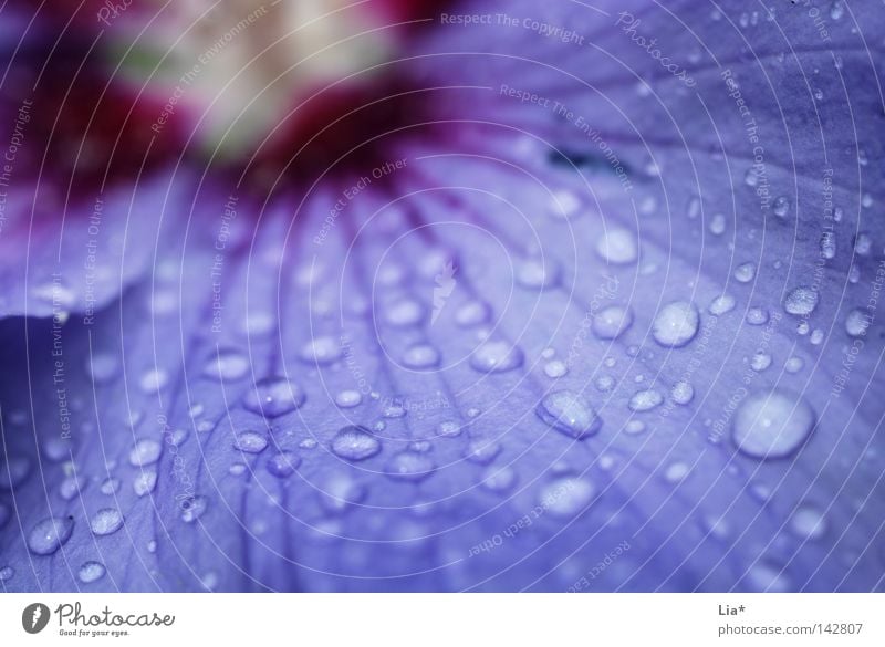 purple rain Blume Regen violett Wassertropfen Tropfen Blüte Blühend Natur nass Makroaufnahme Nahaufnahme rosa tröpfchen Schwache Tiefenschärfe Menschenleer