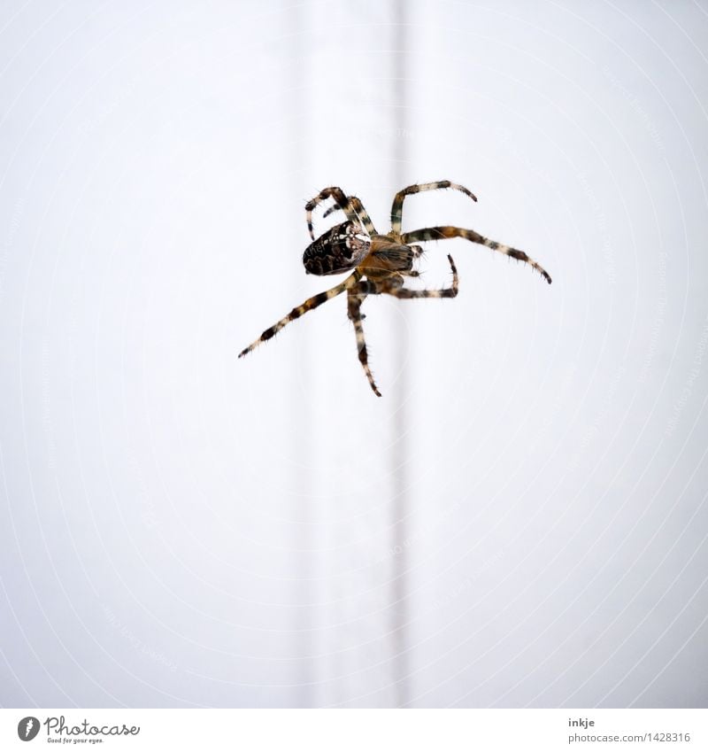 Spiderman Tier Wildtier Spinne Kreuzspinne 1 hängen krabbeln dünn Ekel braun weiß Bewegung Natur Vor hellem Hintergrund Mitte Farbfoto Außenaufnahme Nahaufnahme