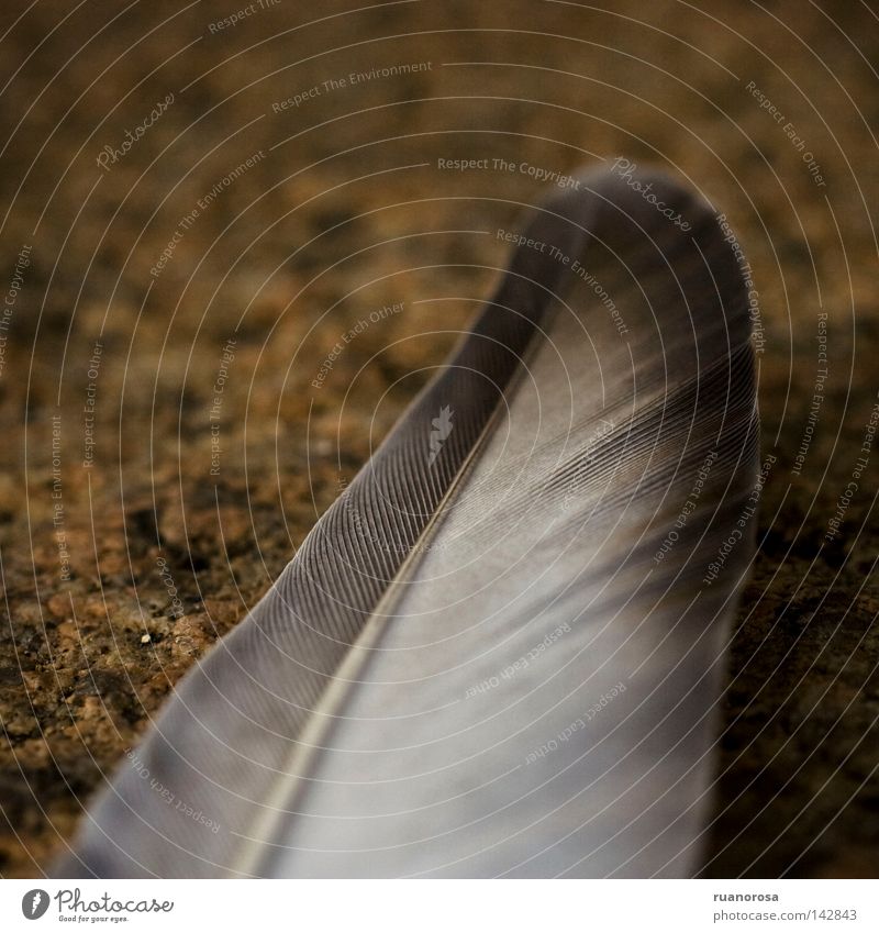 Dedalus Stoff Vogel unten Makroaufnahme Nahaufnahme Feder Bodenbelag Flügel Erde bedecken Flaum