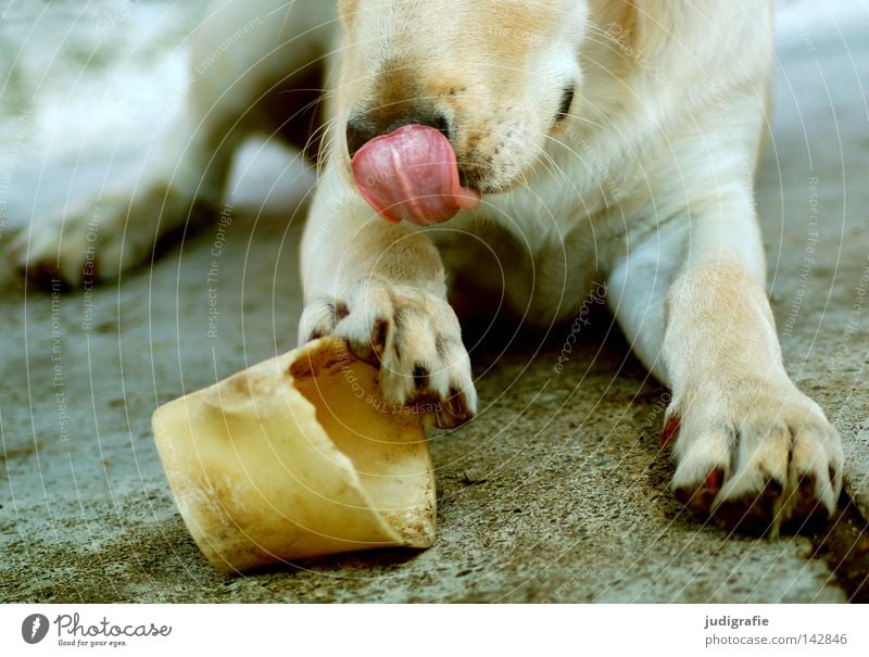 Hund Zunge Skelett Pfote Futter Spielzeug Ernährung beißen Spielen Labrador Golden Retriever Beton liegen Tier Haustier Treue Farbe Säugetier