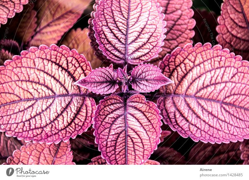 Zentralperspektive Pflanze Blatt exotisch Zierpflanze Brennnessel Buntnessel Grünpflanze Ornament Kreuz Wachstum violett rosa rot diszipliniert Zufriedenheit