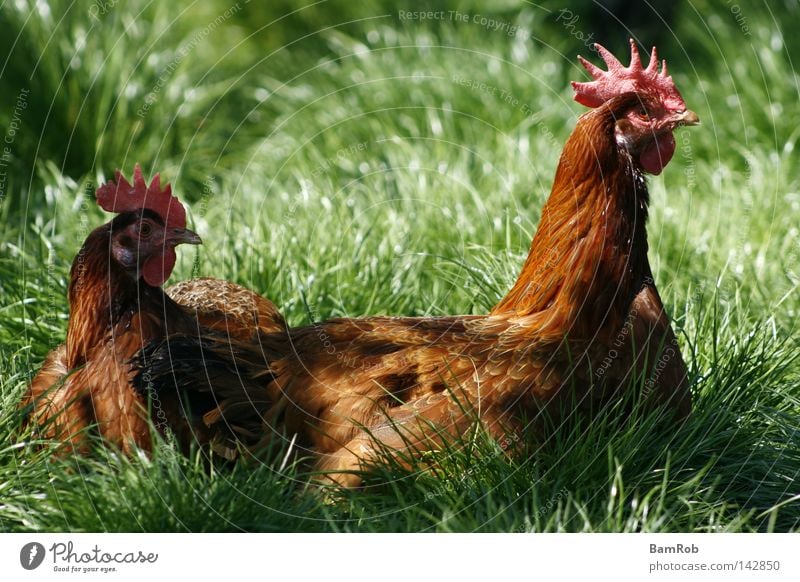 "Ich wollt', ich wär' ein Huhn..." Haushuhn Wiese Bauernhof Landleben Vogel Gras