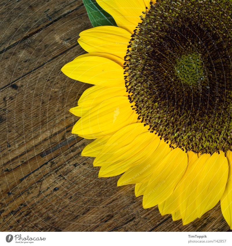 Noch ne Sonnenblume Blume Tisch Küche Pflanze Blüte Holz Frühling Sommer gelb Häusliches Leben küchentisch Blühend Maserung Dekoration & Verzierung