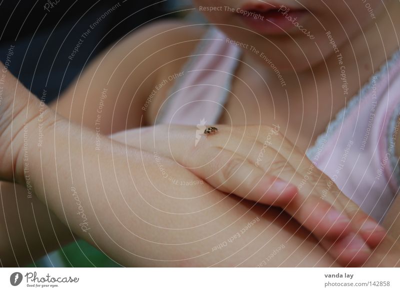 Kleiner Freund 100 :-) Kind Mädchen Kleinkind Unterhemd Hand Insekt Marienkäfer Schutz Sicherheit Spielen entdecken Umwelt beobachten Blick Tier Handrücken