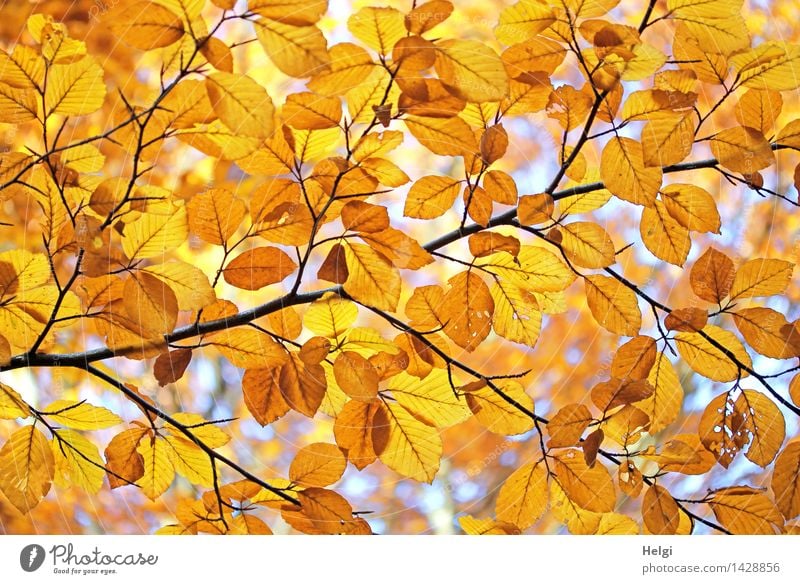 Helgiland II | goldener Herbst... Umwelt Natur Pflanze Schönes Wetter Baum Blatt Ast Blattadern Herbstlaub Wald leuchten dehydrieren authentisch schön natürlich