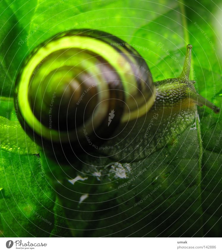 Schnecke Schneckenhaus gedreht Spirale Blatt grün schmierig Zeitlupe Tier Weichtier Schalen & Schüsseln schlierig schneckengetriebe spiralenlinie