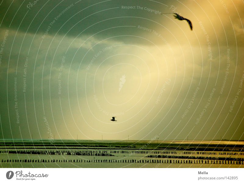 o.T. Sonne Strand Meer Umwelt Natur Landschaft Himmel Wolken Wetter Küste Nordsee Tier Vogel Möwe 2 fliegen natürlich gelb grau Meteorologie Farbfoto