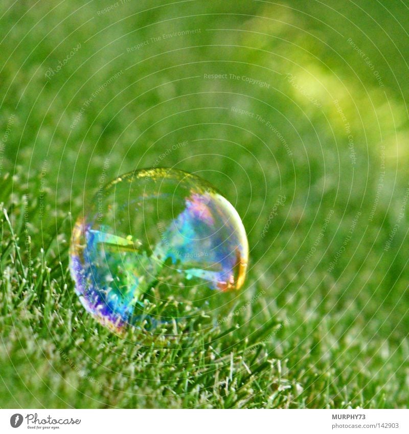Hilfe, nicht so kitzeln..... sonst platze ich! Seifenblase Luftblase Blase Rasen Glaskugel Kugel liegen regenbogenfarben Regenbogen grün durchsichtig