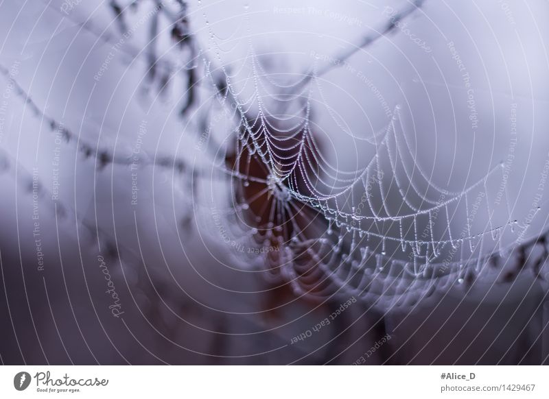 Filigrane Natur Spinne Tropfen außergewöhnlich Naturdetails Tau Spinnennetz Taubildung Fangnetz abstrakt Wallpaper Strukturen & Formen Herbst filigran