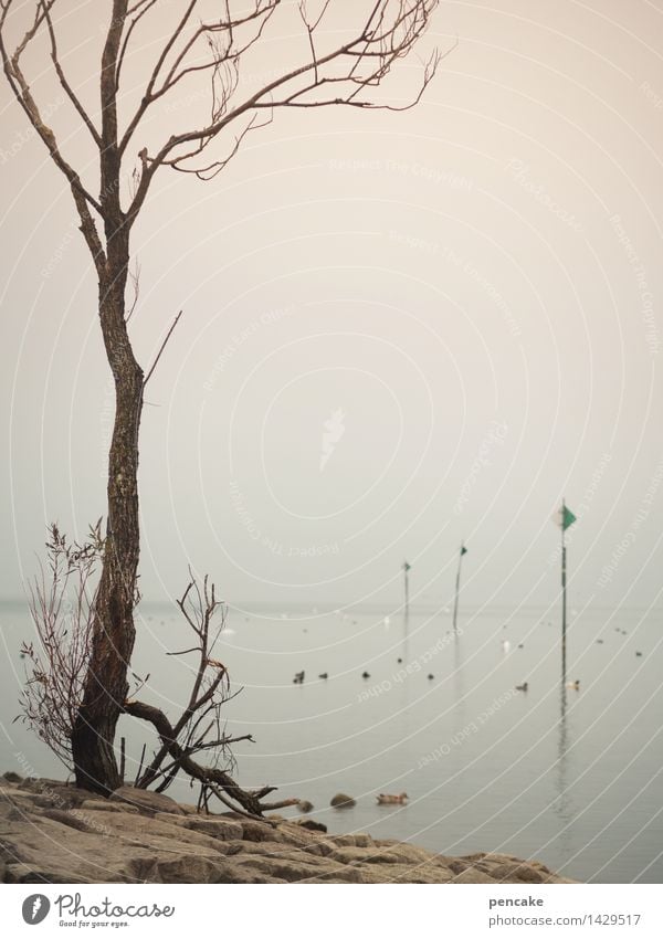 ebbe Umwelt Natur Landschaft Urelemente Wasser Herbst Klimawandel Wetter Nebel Dürre Baum Seeufer Zeichen Hinweisschild Warnschild außergewöhnlich bedrohlich