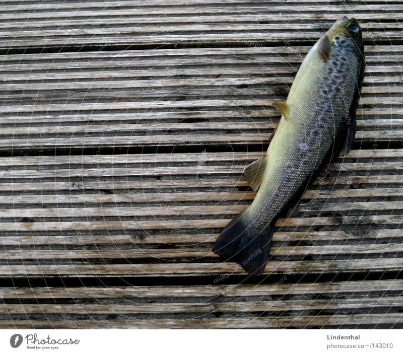 FORELLE FISCH Forelle Holz gestrandet zappeln hüpfen Thunfisch Wal Glubschauge Balken kämpfen Leben Tod Schwimmhilfe Punkt Fisch