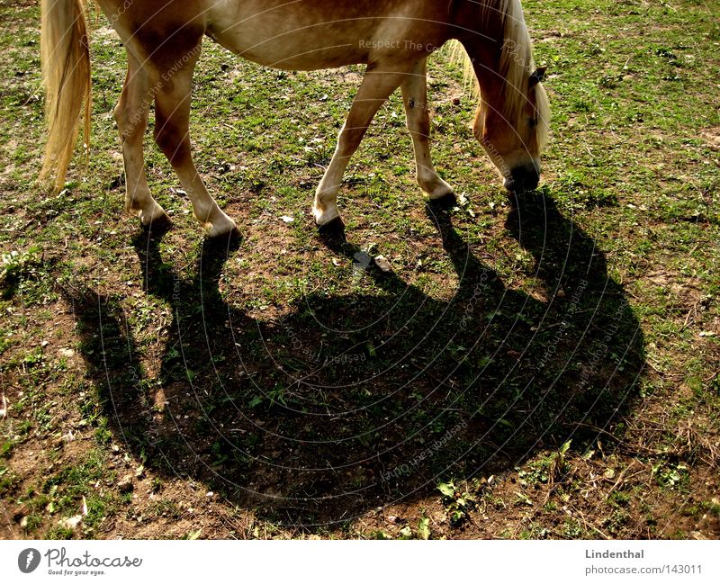 Duett des Pferdes Tier grün Wiese blond Mähne Haarsträhne Reflexion & Spiegelung 2 Säugetier hufen Schatten doppel Nase