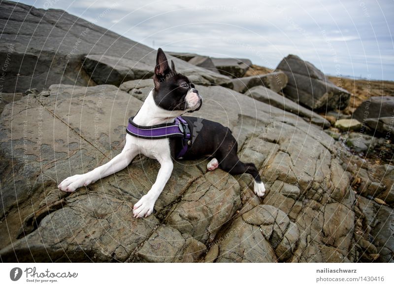 Boston Terrier Strand Meer Felsen Tier Hund beobachten Erholung Blick Spielen toben elegant klein Neugier niedlich schön schwarz weiß Freude Tierliebe Energie