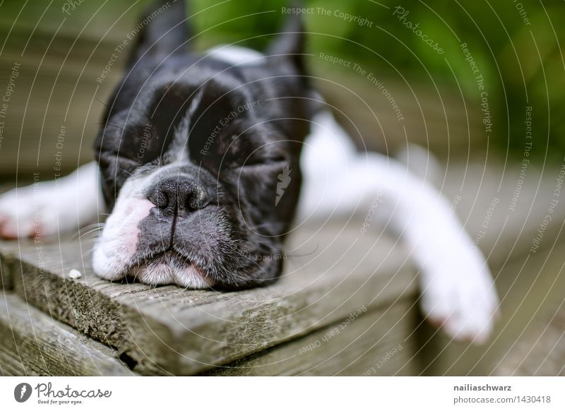 Boston Terrier Ausflug Sommer Tier Hund 1 Erholung genießen schlafen Coolness einfach Glück klein natürlich Neugier niedlich schön schwarz weiß Zufriedenheit