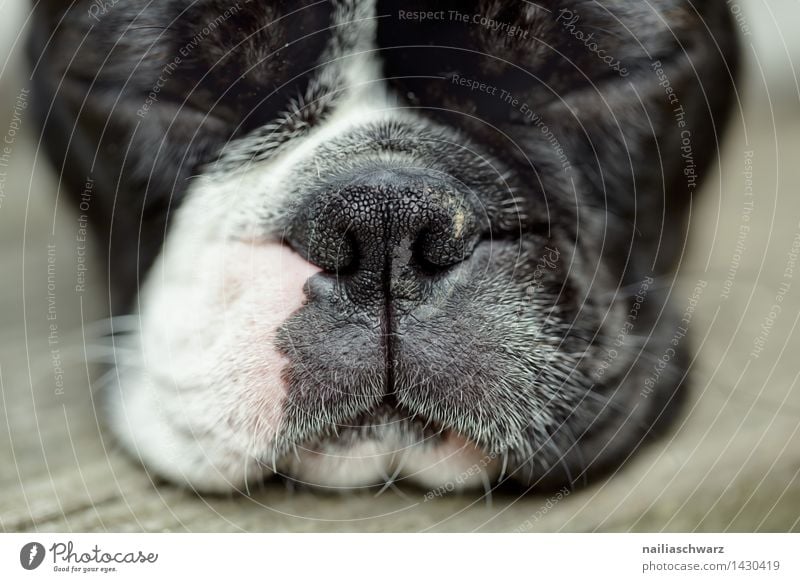 Boston Terrier Ausflug Sommer Tier Haustier Hund Tiergesicht Erholung schlafen klein lustig natürlich Neugier niedlich schön schwarz weiß Tierliebe ruhig