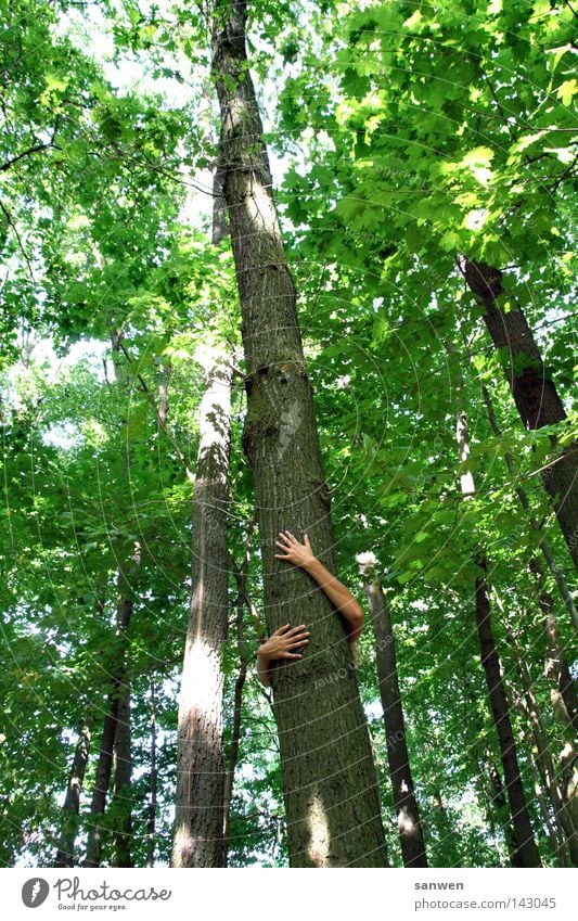 naturverbunden Wald Wäldchen Baum grün Blatt Baumstamm Laubwald Laubbaum Sonnenstrahlen festhalten ökologisch Umweltschutz Sicherheit Zufluchtsort Geborgenheit