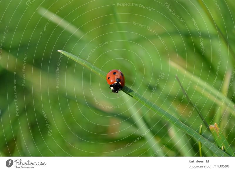 Marienkäfer Gras Käfer 1 Tier frisch klein grün rot Glück Idylle Natur Farbfoto Außenaufnahme Nahaufnahme Tag