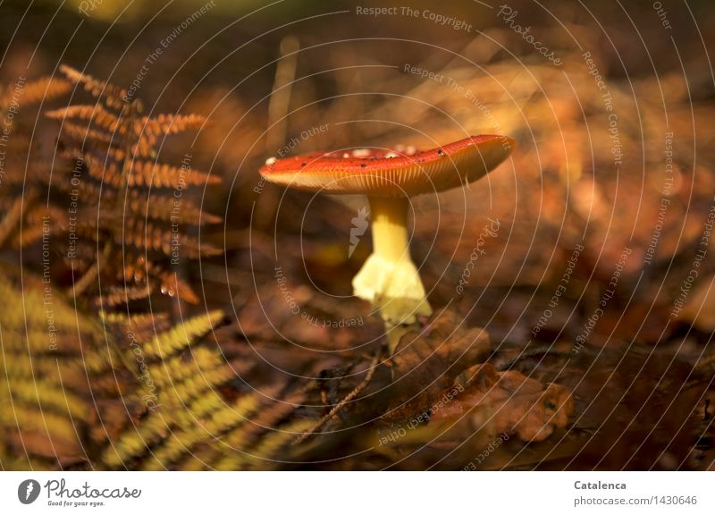 Fliegenpilz mit Farn Umwelt Natur Herbst Wetter Pilz Wald stehen Wachstum wandern frisch schleimig schön braun gelb gold orange rot achtsam ruhig authentisch