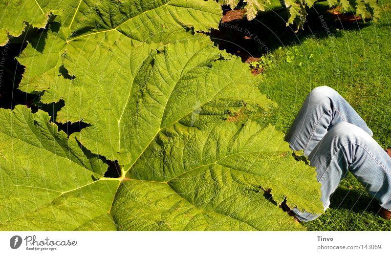 unterm Mammutblatt Schatten Freizeit & Hobby Sommer Garten Beine Natur Pflanze Gras Blatt Park Jeanshose groß blau grün Pause Blattadern hell-blau Knie
