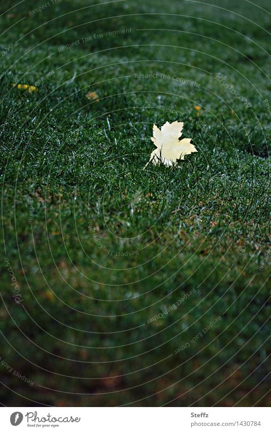 gelbes Ahornblatt auf einem Rasen im Oktober Herbstlaub Blatt grüner Rasen herbstliche Impression Einsamkeit einsam Traurigkeit traurig vergänglich