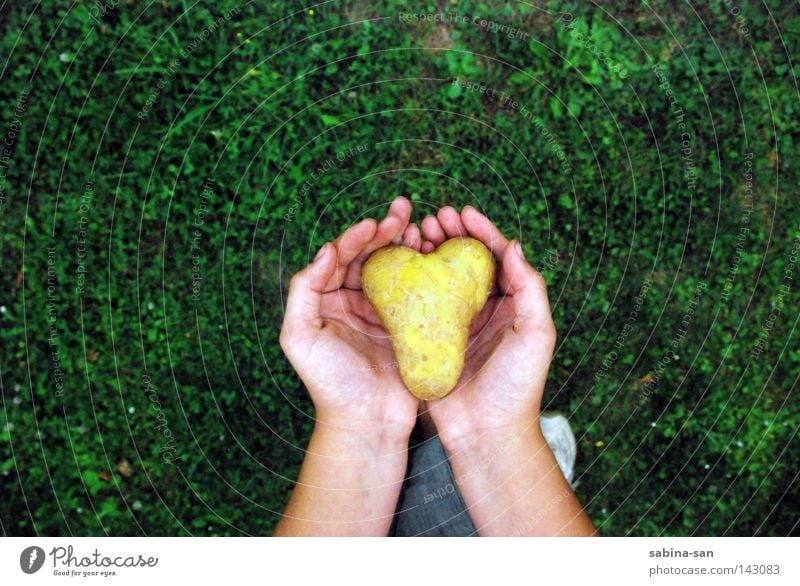 Herz - in welchen Händen liegt deines? Liebe Hand festhalten Gras Einsamkeit gehen tragen Kartoffeln lieblich Vorsicht einzigartig verloren missbrauchen