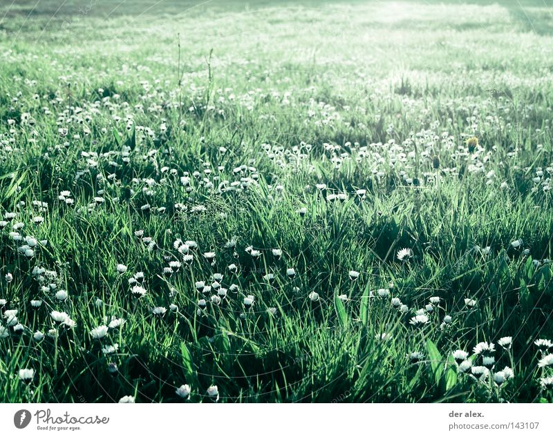 for the moment... grün Wiese Blume Gras Gänseblümchen schön Feld Pflanze Natur Umwelt Licht Sommer