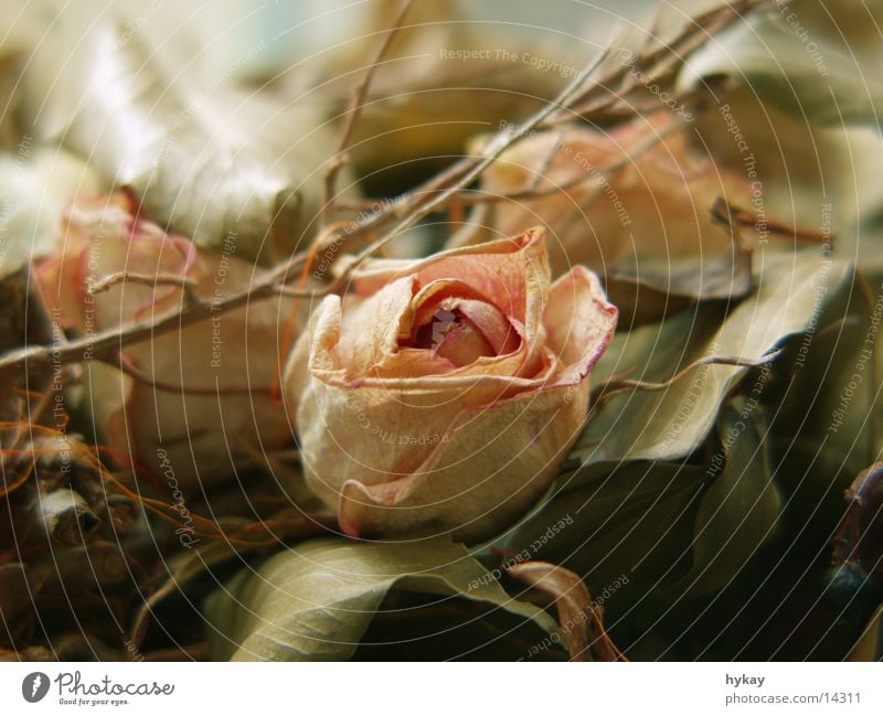 abschied Blumenstrauß Rose trocken Blatt Pastellton weich