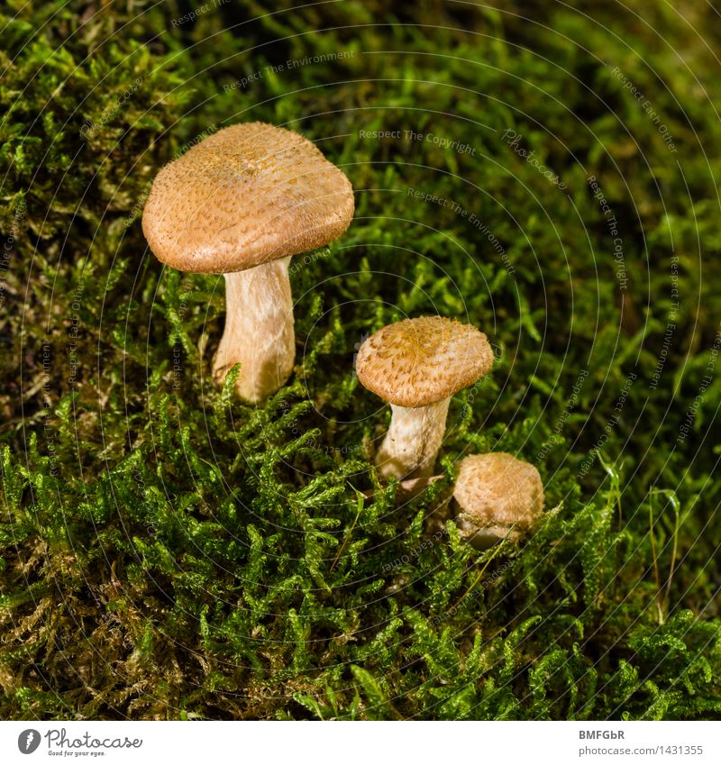 Klein, kleiner am kleinsten Pilz Pilzsuppe Freude Glück Pilzsucher Natur Pflanze Herbst Moos Wald Zeichen "groß größer am größten" "klein am kleinsten" Wachstum