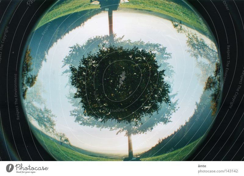 fish-EYE Fischauge Verzerrung Baum Doppelbelichtung Symmetrie Blick Pupille schwindelig drehen Lomografie Lomogafie Lomography Landschaft Reflexion & Spiegelung