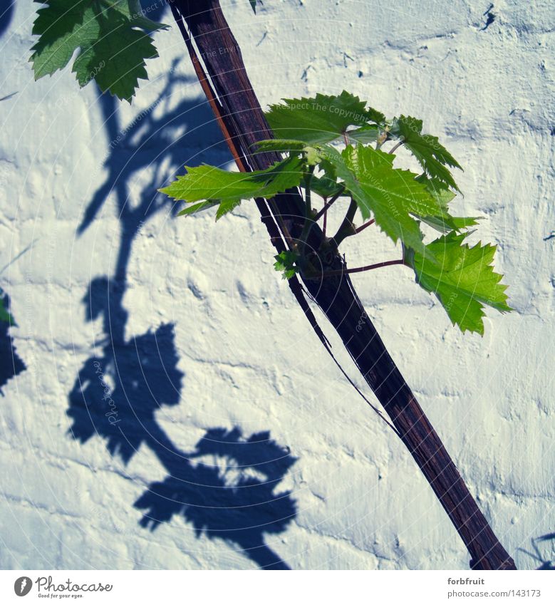 Trauben gibt's nächstes Jahr Wein Weinblatt Blatt Holz Pflanze Mauer Wand Backstein verputzt grün Schatten Kontrast Licht Kultur Weinbau Weintrauben Wachstum