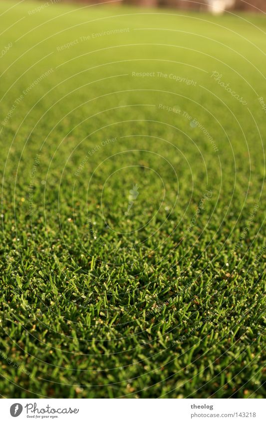 Golfplatz rasen Sportrasen Fressen Gras Sportplatz grün Schärfeverlauf