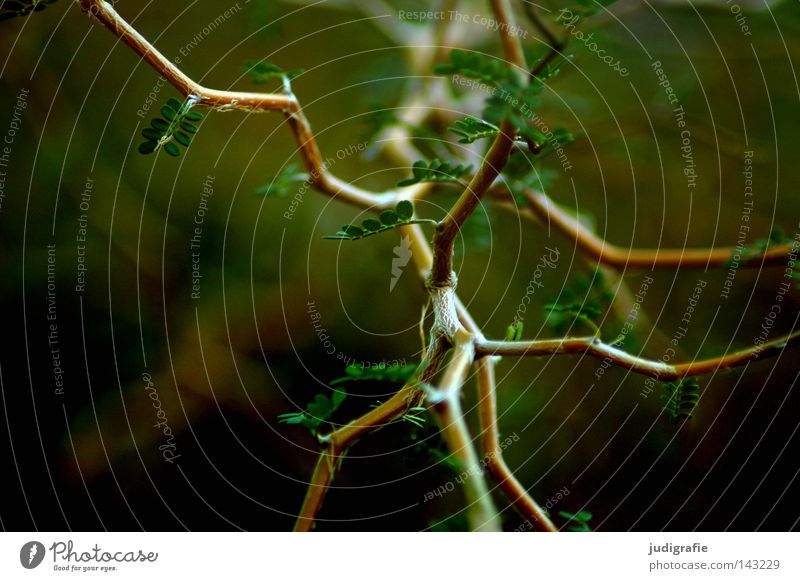 Wald Baum Sträucher Neuseeland Geäst Zweige u. Äste Natur Umwelt Blatt Wachstum grün Wege & Pfade verzweigt durcheinander Farbe zickzackstrauch