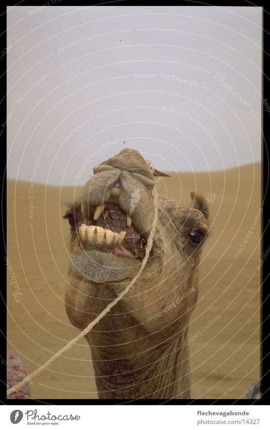 Camel Desert Landschaft