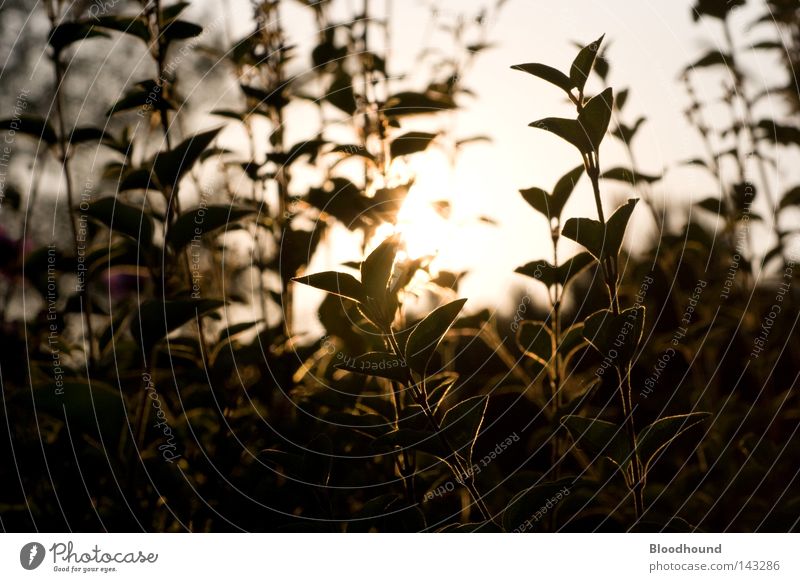 Abendliches Sonnenbad Blume Pflanze Gegenlicht Sonnenuntergang dunkel HDR Sträucher Sommer planzen grüzeug hd