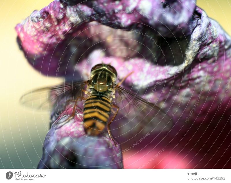 bssss Biene Wespen Tier Insekt Schwerelosigkeit Schweben Blume Makroaufnahme Retroring Natur Pflanze frisch violett Nahaufnahme rosa Rose Allergiker dehydrieren