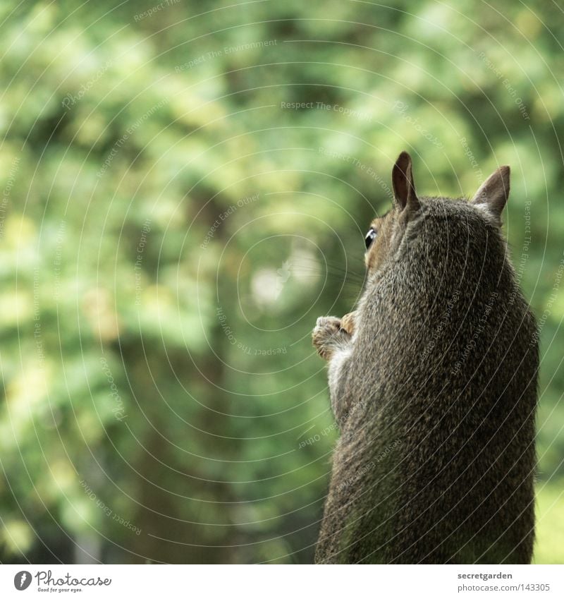 like scrat. Eichhörnchen Park Tier festhalten Besitz Wachsamkeit Oberkörper grau füttern Futter geizig Gier Geschwindigkeit grün Hintergrundbild Wunsch niedlich
