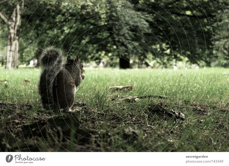meins, meins, meins. Eichhörnchen Park Tier festhalten Besitz Wachsamkeit Oberkörper grau füttern Futter geizig Gier Geschwindigkeit grün Hintergrundbild Wunsch