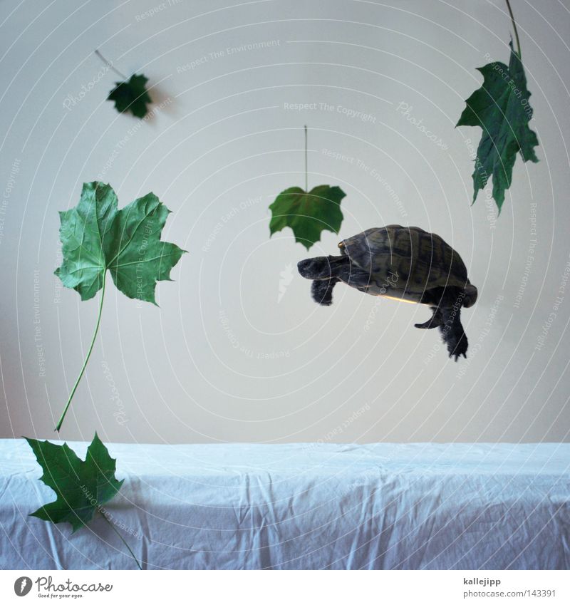die leichtigkeit des seins Griechische Landschildkröte Haustier Innenaufnahme Freisteller Vor hellem Hintergrund Schweben Schwerkraft Blatt Schwerelosigkeit