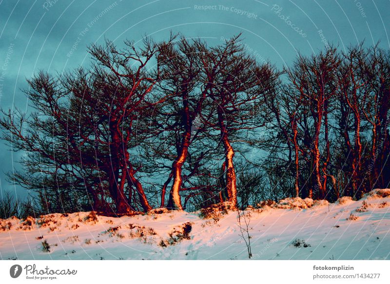 Baumgruppe im winterlichen Abendlicht Bäume Winter Natur Pflanze Schnee Feld alt leuchten stehen Bäume im Schnee Wäldchen Umarmen Zusammensein Stimmung