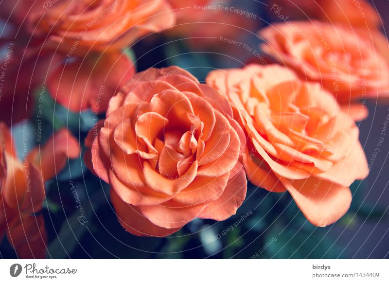 Danke für die Rosen | 1300 Lifestyle Stil schön Blüte Rosenblüte Blühend Duft ästhetisch frisch positiv orange rot Freude Glück Freundschaft Verliebtheit