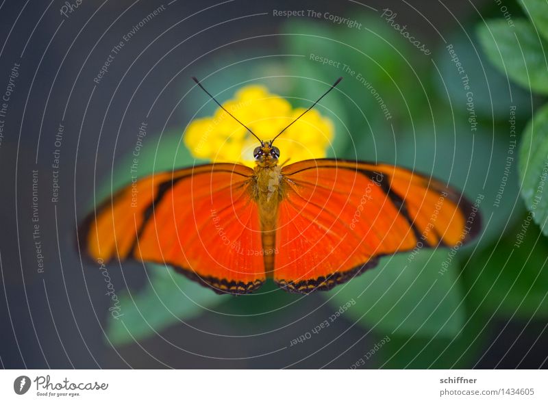 Color your life! Tier Schmetterling Zoo 1 gelb grün orange Schmetterlingshaus Fühler Farbe mehrfarbig Kontrast Außenaufnahme Menschenleer