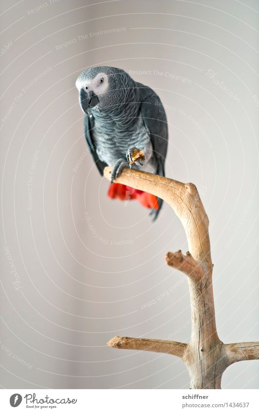 Coco Fischer Tier Haustier Vogel 1 grau rot Papageienvogel Graupapagei Futter Fressen Ast laut Innenaufnahme Menschenleer