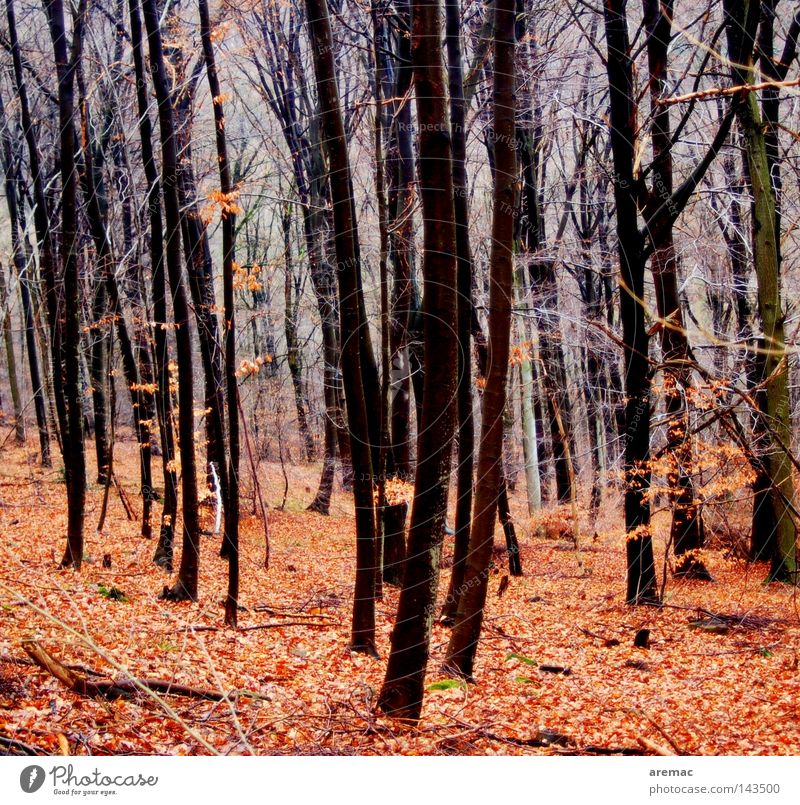 Herbstwald Wald Baum Blatt rot Landschaft Natur Spaziergang