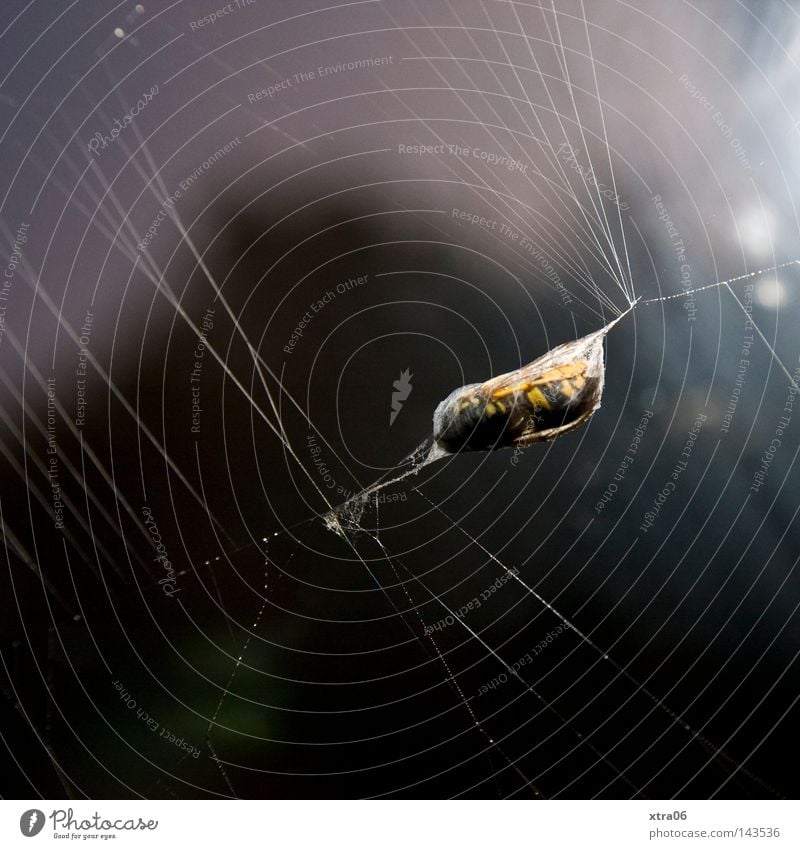 gefangen Spinnennetz Biene Futter einfangen Wespen eingewickelt