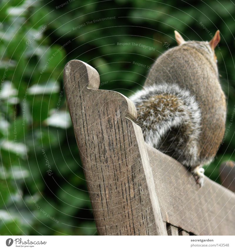 bankgeheimnis. Eichhörnchen Park Tier festhalten grau grün niedlich süß weich Freundlichkeit Sitzgelegenheit Dieb entwenden buschig geheimnisvoll Garten
